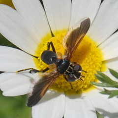 Trichopoda pictipennis