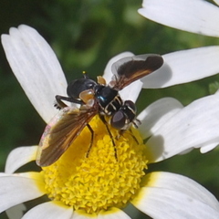 Trichopoda pictipennis