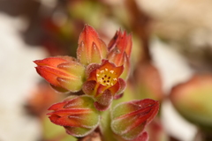 Echeveria pulvinata