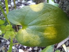 Phyllosiphon arisari