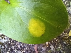 Phyllosiphon arisari