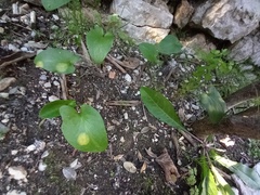 Phyllosiphon arisari