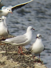 Chroicocephalus ridibundus