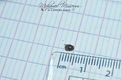 Macroscytus brunneus