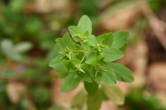 Euphorbia pterococca