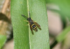 Ancistrocerus adiabatus