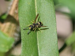 Ancistrocerus adiabatus