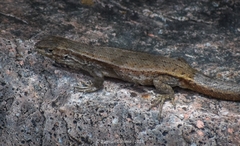 Liolaemus yalguaraz