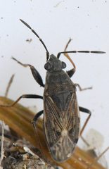 Peritrechus