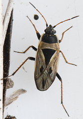 Xanthochilus quadratus