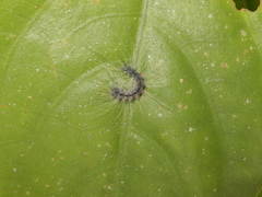 Chrysaeglia magnifica