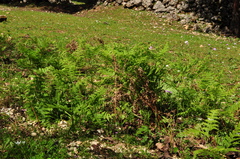 Pteridium aquilinum