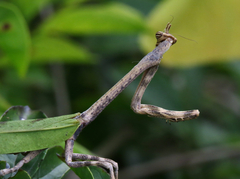 Pseudovates chlorophaea