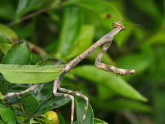 Pseudovates chlorophaea