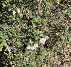 Ceanothus cuneatus cuneatus