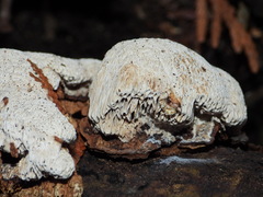 Abortiporus biennis