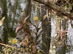 Epidendrum amphistomum
