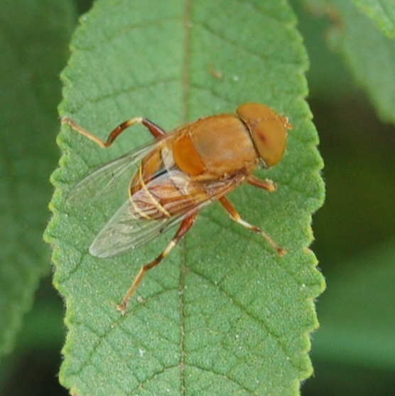 Palpada ochracea