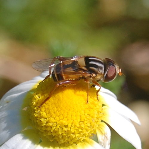 Palpada rufipedes