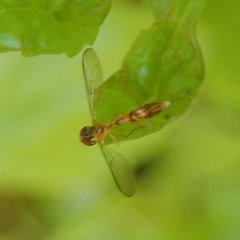 Fragosa