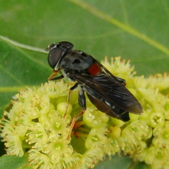 Palpada rufoscutellata