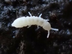 Onychiurinae