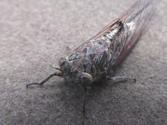 Atrapsalta corticina