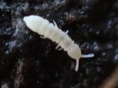 Onychiurinae