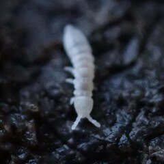 Onychiurinae