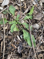 Hesperis matronalis
