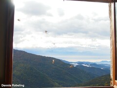 Ptyonoprogne rupestris