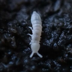 Onychiurinae