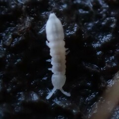 Onychiurinae