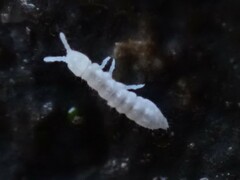Onychiurinae