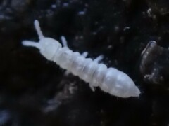 Onychiurinae