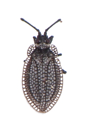 Acalypta gracilis