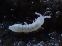 Onychiurinae