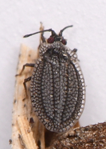 Acalypta gracilis