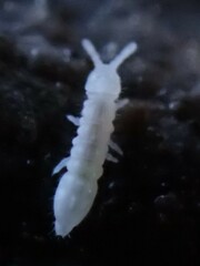 Onychiurinae