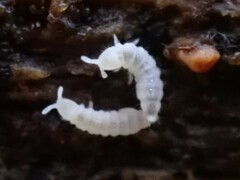 Onychiurinae