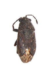 Stygnocoris