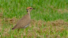 Cursorius temminckii