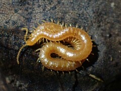 Geophilidae