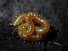Geophilidae