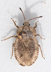Tingis reticulata