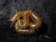 Geophilidae