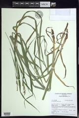 Carex shortiana