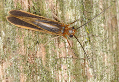 Chimarra marginata