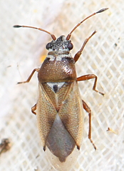 Cymus melanocephalus