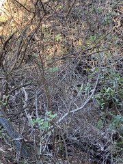 Ribes malvaceum malvaceum